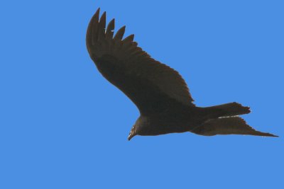 Turkey Vulture in Flight