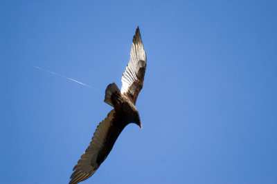 IMG_9833.jpg