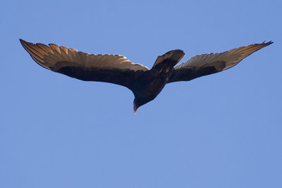 IMG_9836.jpg