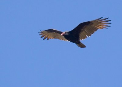 IMG_9902.jpg