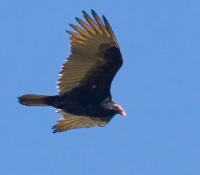 IMG_9910.jpg