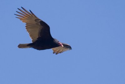 IMG_9951.jpg