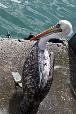 Pelican, Mercado Fluvial, Valdivia