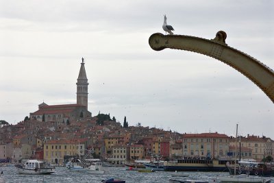 Rovinj - seagull