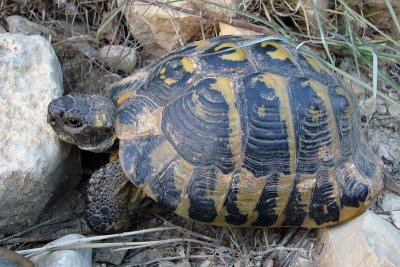 Tortoise near Berati