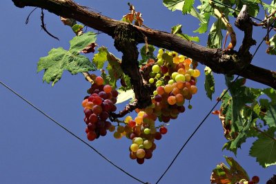 Berati - overhead vines