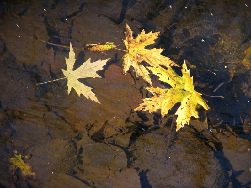 Suspended Fall