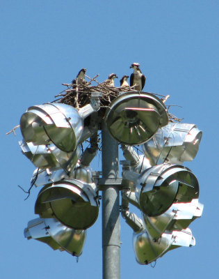 Growing Up Osprey