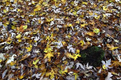 Island in the Leaves