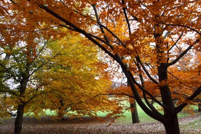 Bright Beeches