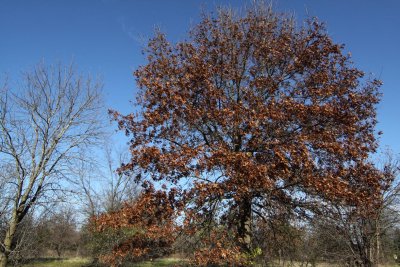 Fall Brown