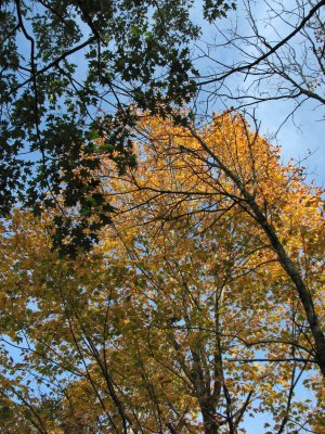 Summer and Fall