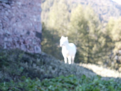 Ghost Horse (focus error...)