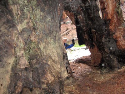 Bill peeking through a stump, Sequoia park_1298.jpg