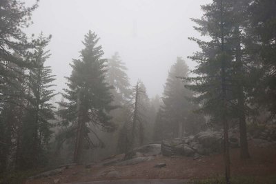 Fog near John Muir Lodge, Sequoia park_6826.jpg