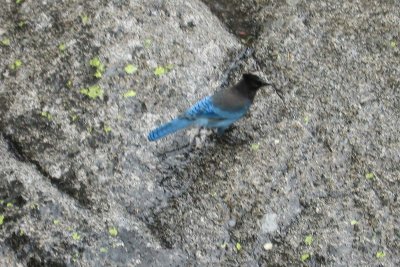 Stellars Jay in Yosemite park_1250.jpg