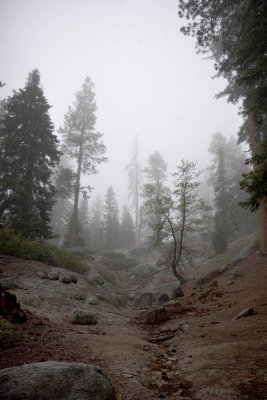 Fog near John Muir Lodge, Sequoia park_6817.jpg
