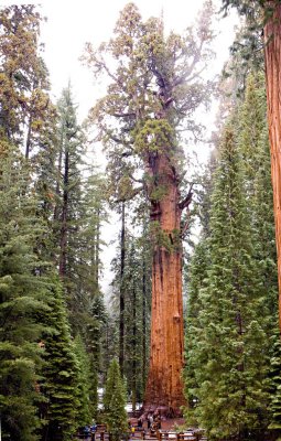 Gen Sherman tree, Sequoia park_6848.jpg