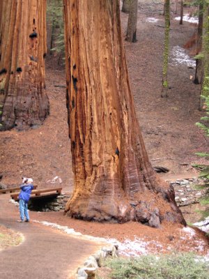 Leaning Sequoia tree, Bill nearby_1301.jpg