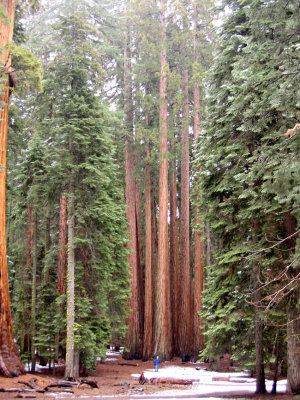 The House group of Sequoias, Bill in front_1297.jpg