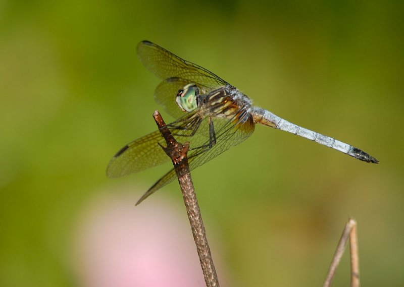 D24_3003.jpg