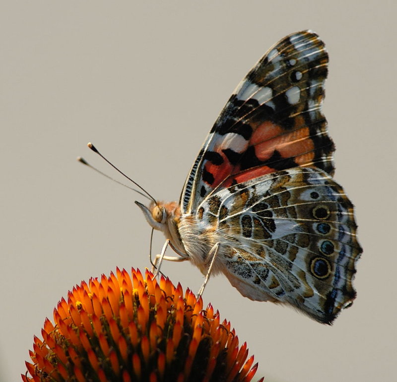 D24_4032.jpg
