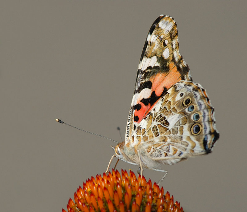 D24_4036.jpg