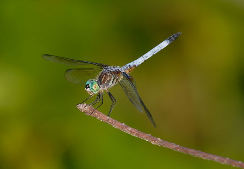 D24_4061.jpg