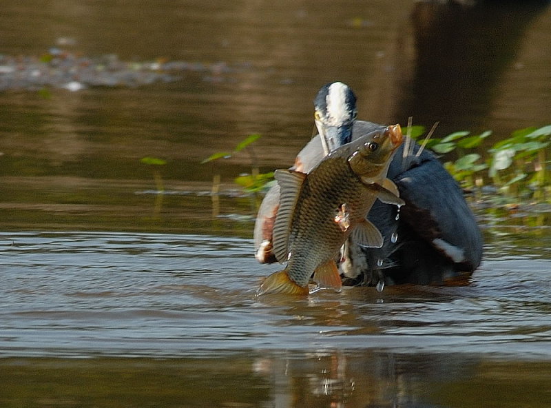 D20_4594 copy.jpg
