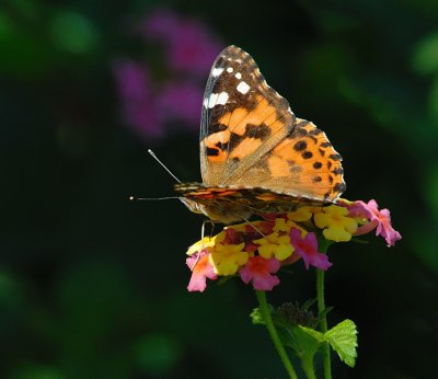 D24_9823.jpg