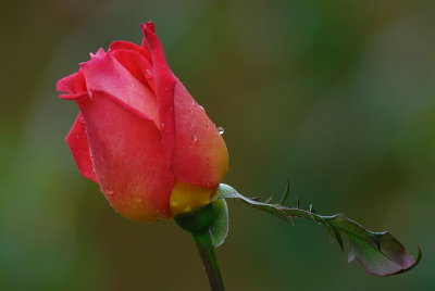 D26_8638.jpg
