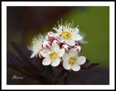 FlowerPortrailJuly2008.jpg