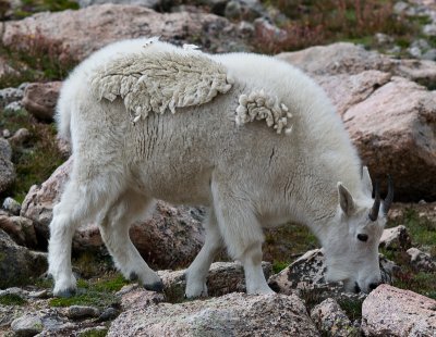 Mountain Goats On Mount Evans