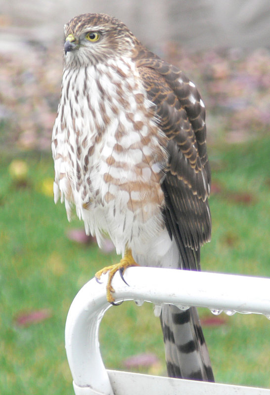 MarshHawk274.jpg