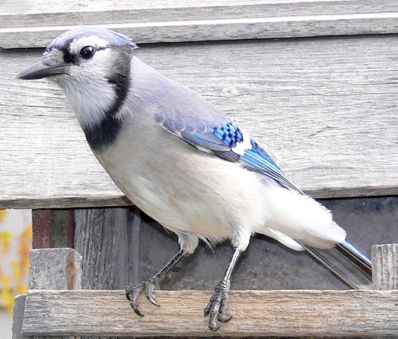 Bluejay846.jpg