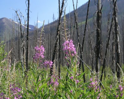 Fireweed2.jpg