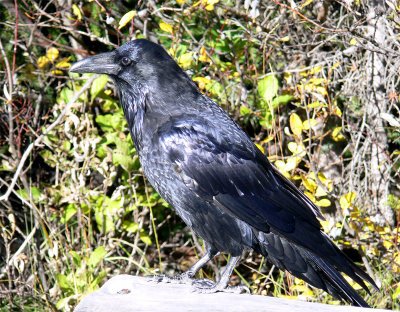 Raven107.jpg