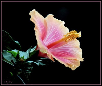 Hibiscus648a.jpg