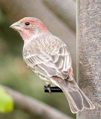 Redpoll766.jpg
