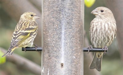 SiskinRedpoll790.jpg