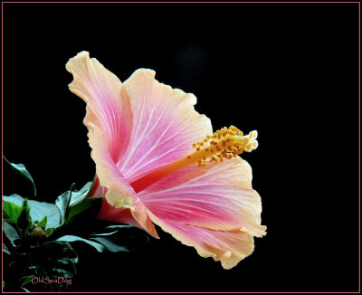 Hibiscus648b.jpg