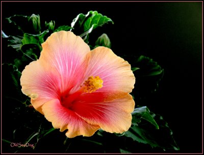 Hibiscus664.jpg