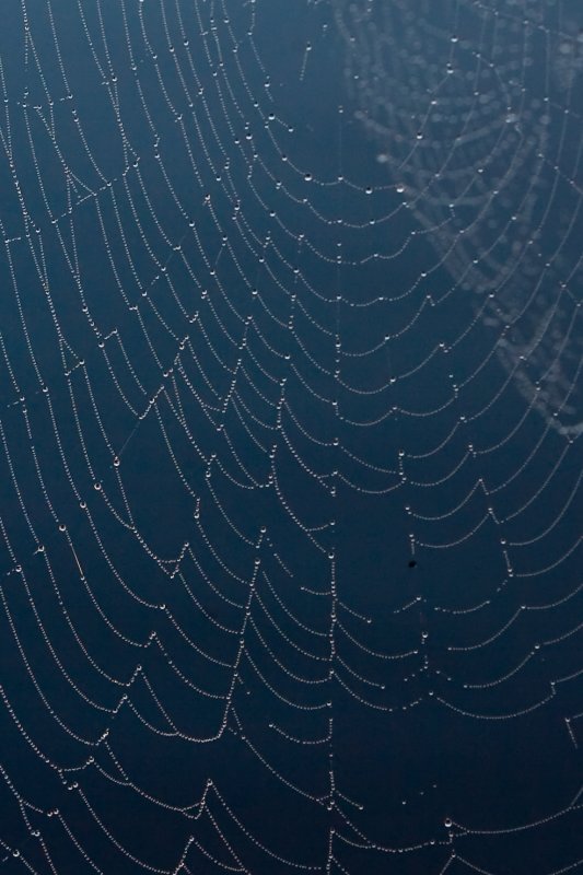 (not a very good shot) of a spider web dripping with dew.