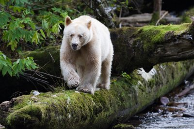 Spirit Bear - look at his white toe nails.  The logs make him look small but he's a big bear.