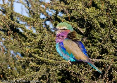 A fluffy lilac breasted roller