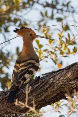 Hoopoe.  I just cant seem to get a good picture of these birds. Want one with the crest fully up.