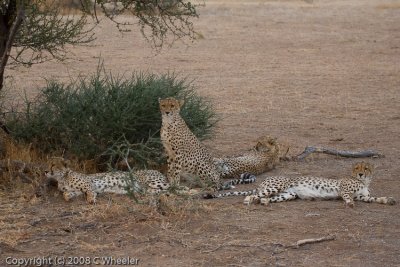 4 Cheetahs.  We saw them 5 days out of 6