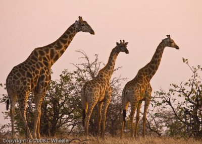 More Giraffes
