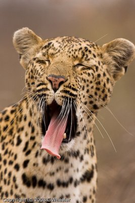 Leopard with a LONG tongue