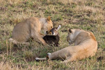 The young lion cub really played with the baby waterbuck